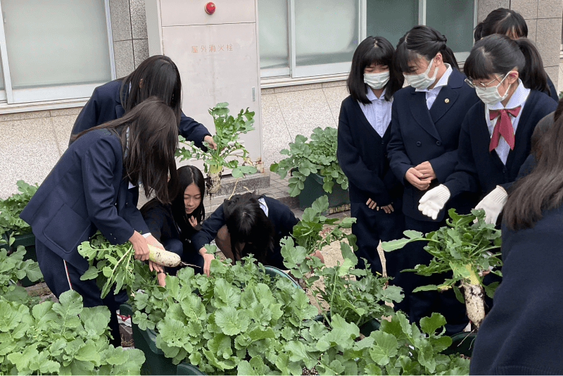 野菜の栽培